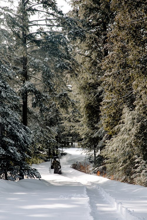 Person Riding Vehicle on Snowy Field Surrounded With Green Trees