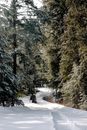 冬季，风景秀丽的路径穿过白雪皑皑的高大常绿森林，是完美的旅行选择