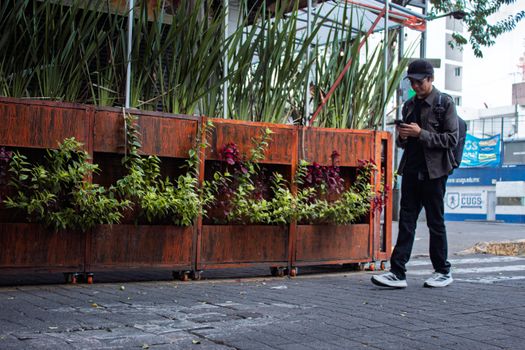 Young man looking at his phone beside a planter on a street in Mexico City.