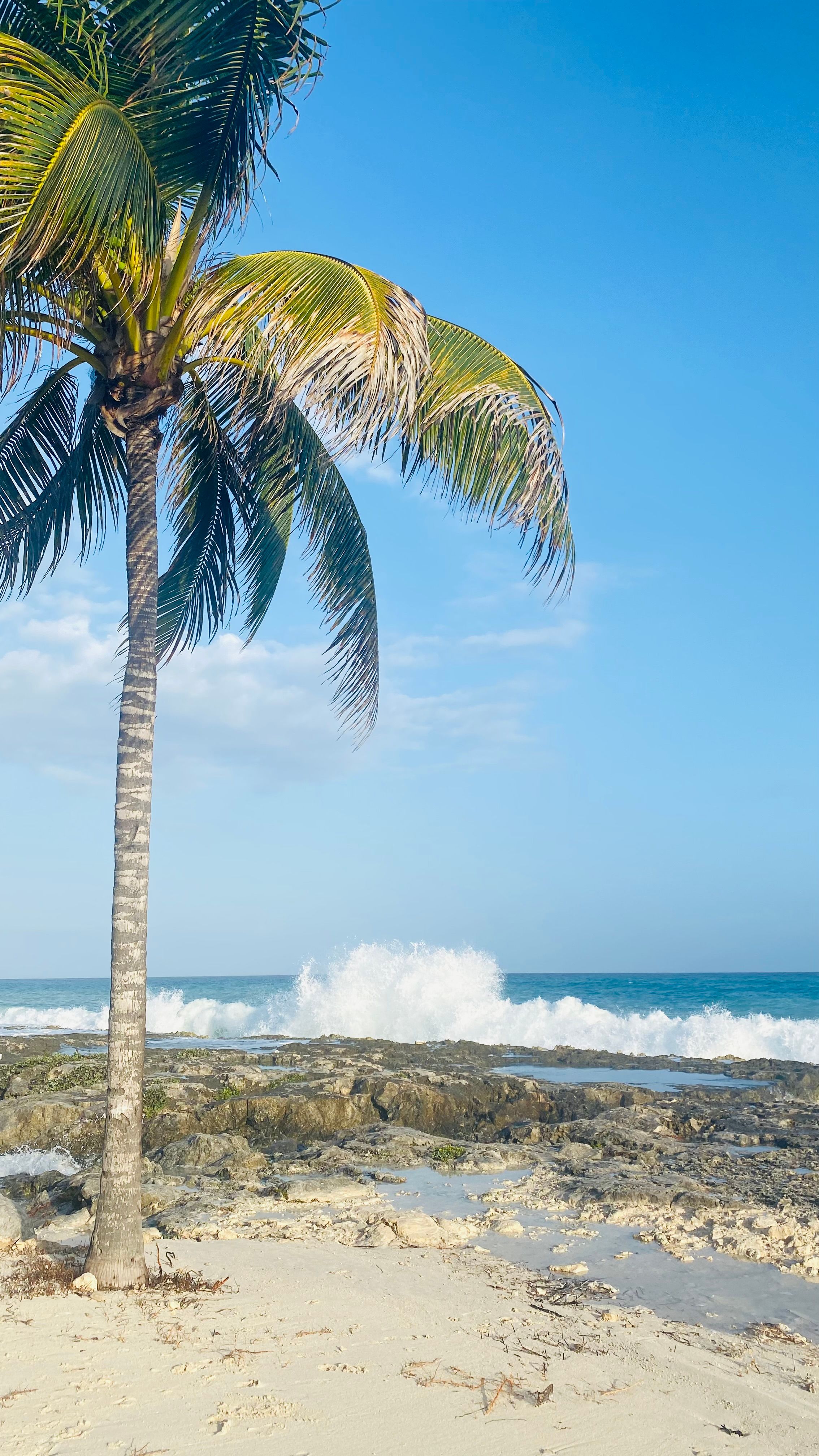 Palmier et vagues sur une plage des Caraïbes mexicaines par temps clair