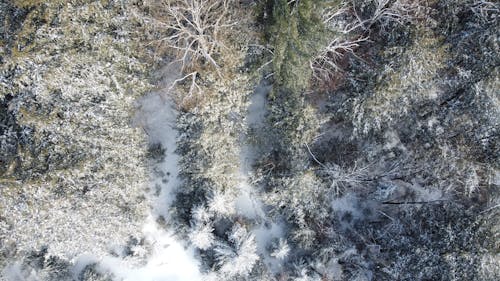 樹木在雪地上的鳥瞰圖