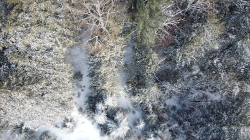 Vue Aérienne Des Arbres Sur Snowfield