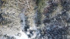冬季，一架无人机在安大略省巴里湾白雪覆盖的森林中拍摄