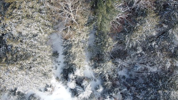 冬季，一架无人机在安大略省巴里湾白雪覆盖的森林中拍摄