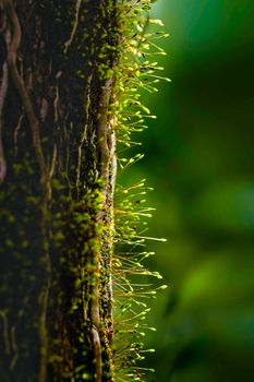 Detailed shot of vibrant green moss growing on tree bark in a forest.
