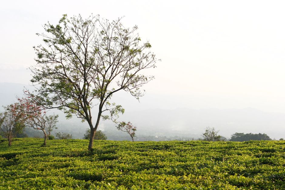 Nikmati Sensasi Agrowisata di Kebun Kopi & Lada Gedongtataan