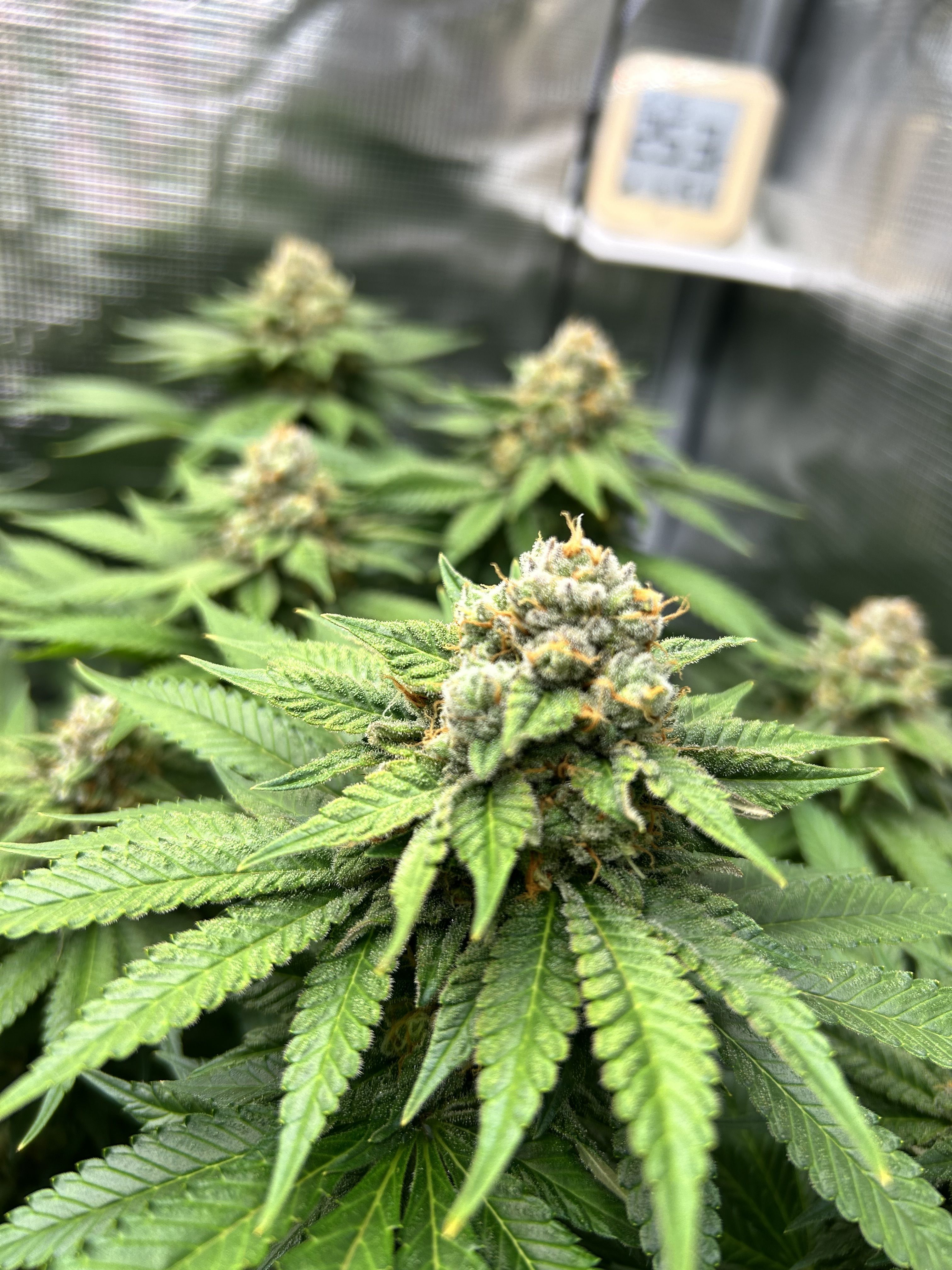 Close-up of Cannabis Plant with Buds · Free Stock Photo