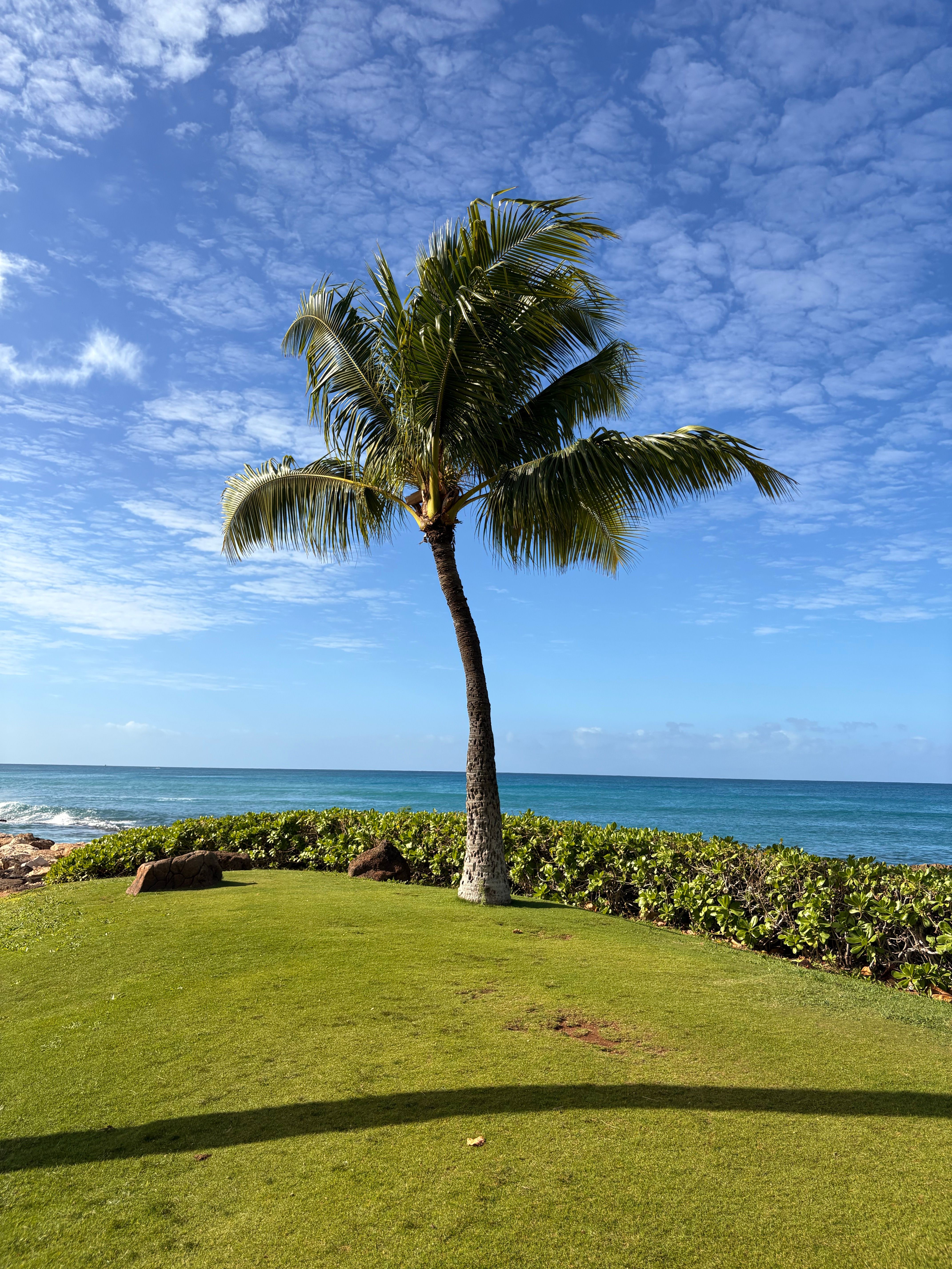 Solitary Palm Tree on a Tropical Beachfront · Free Stock Photo