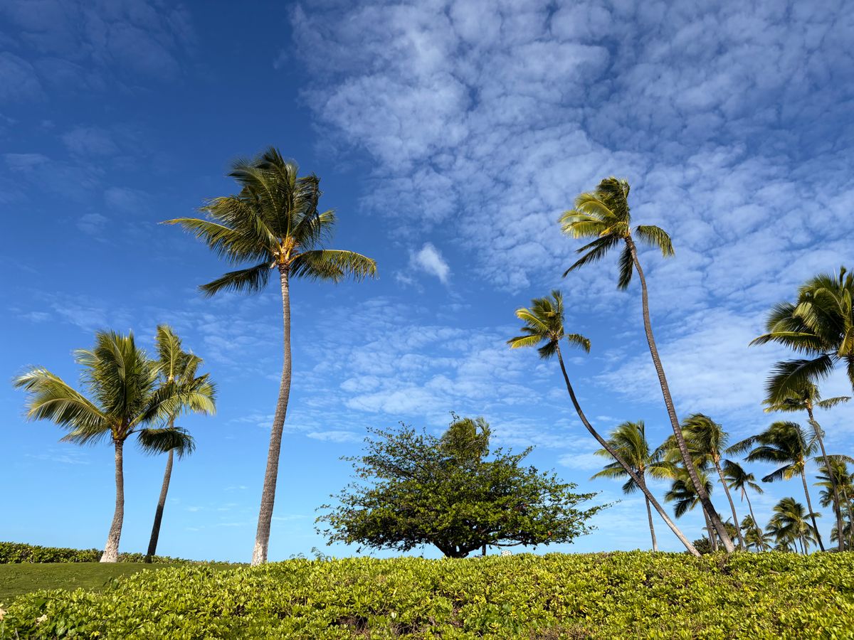 View of a Beach with Palm Trees under Blue Sky · Free Stock Photo