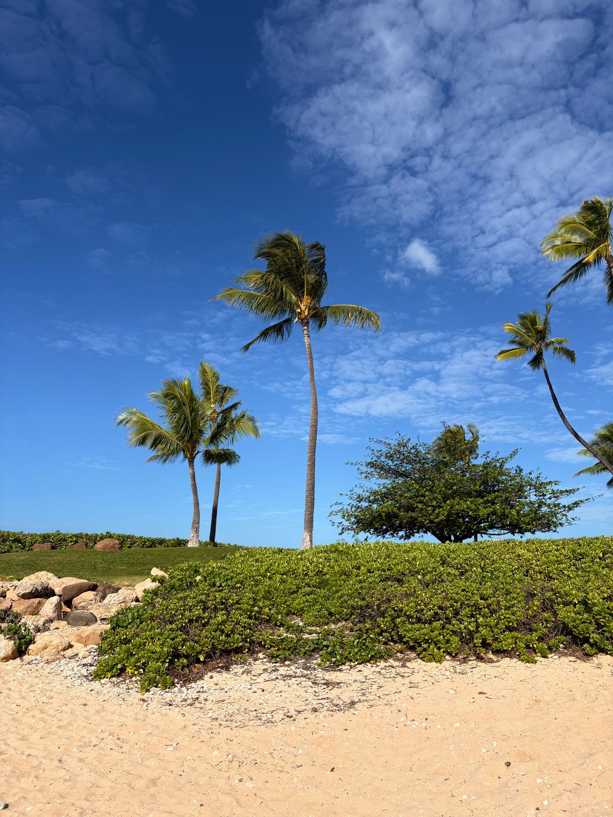 View of a Beach with Palm Trees under Blue Sky · Free Stock Photo