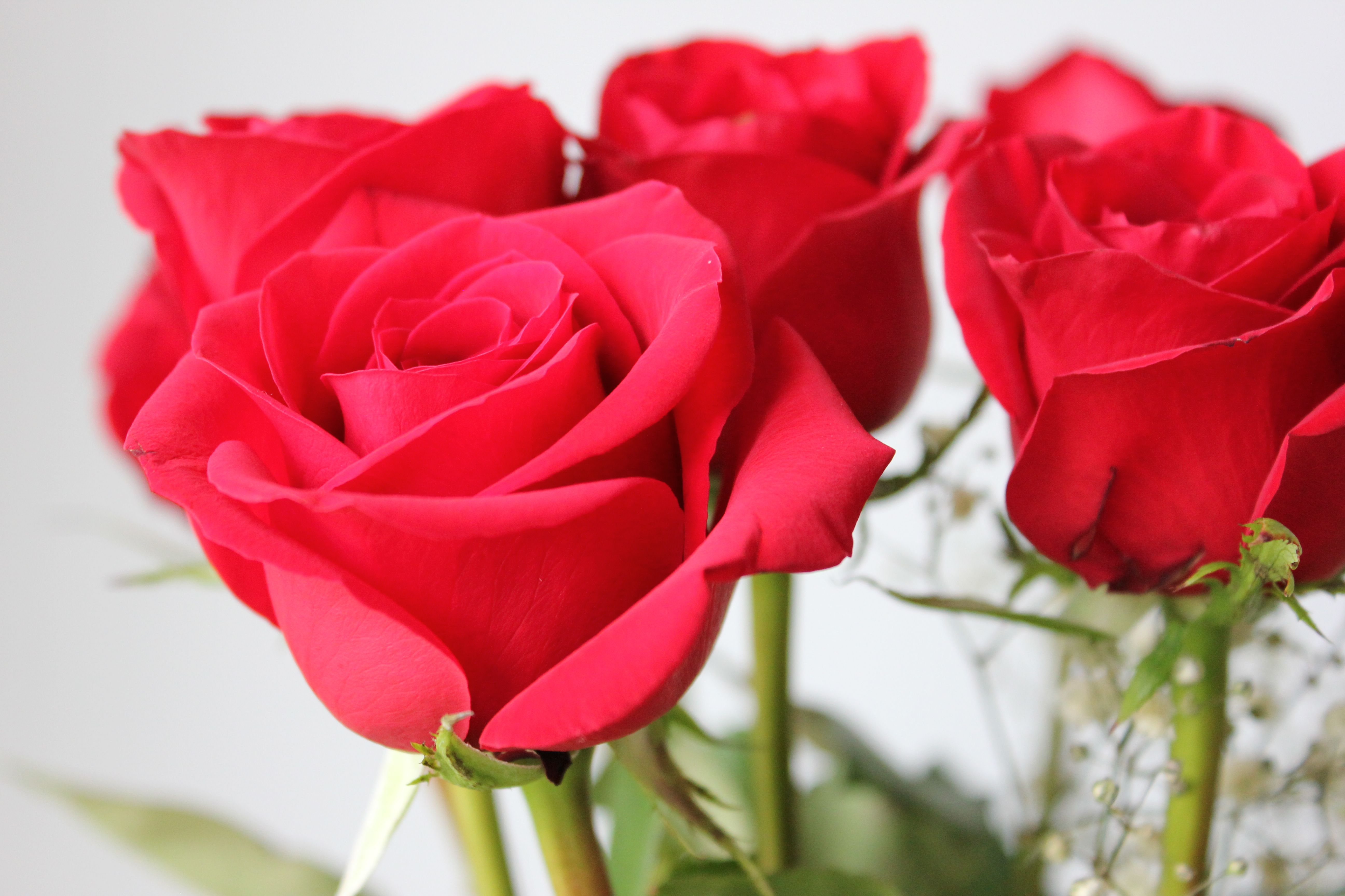 Close-Up of Vibrant Red Roses Bouquet · Free Stock Photo