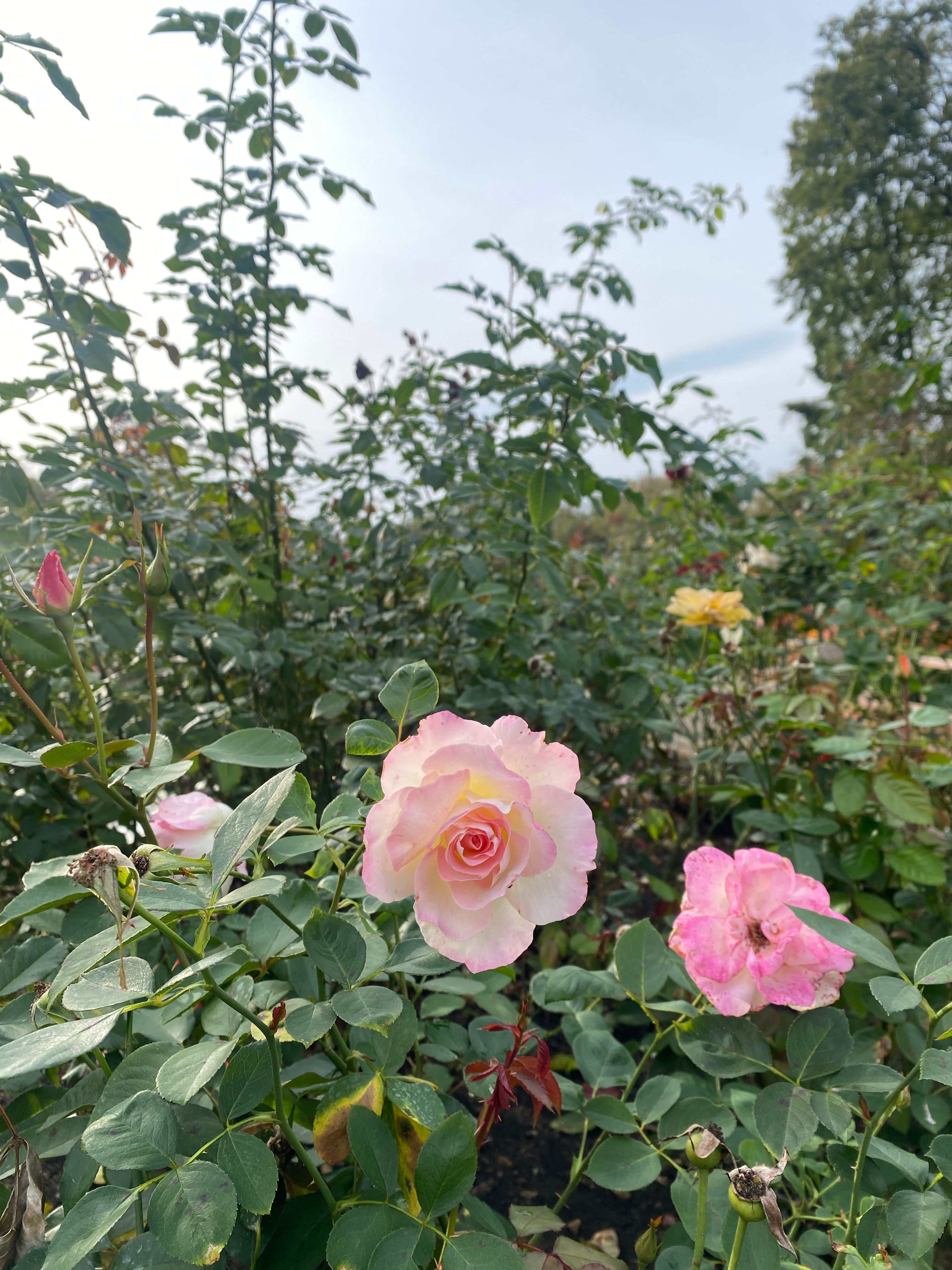 Blooming Pink Roses in a Lush Garden Setting · Free Stock Photo