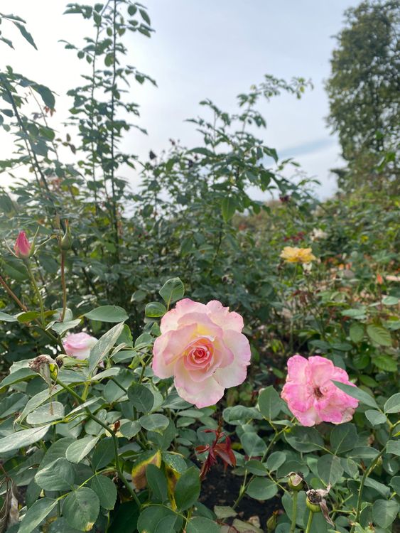 Lusuh Roses Blooming Pink Roses in a Lush Garden Setting · Free Stock Photo