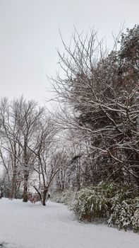 Captivating winter scene of snow-covered trees in a tranquil outdoor setting.