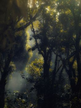 Sunlight filtering through misty forest treetops, creating a mystic atmosphere.