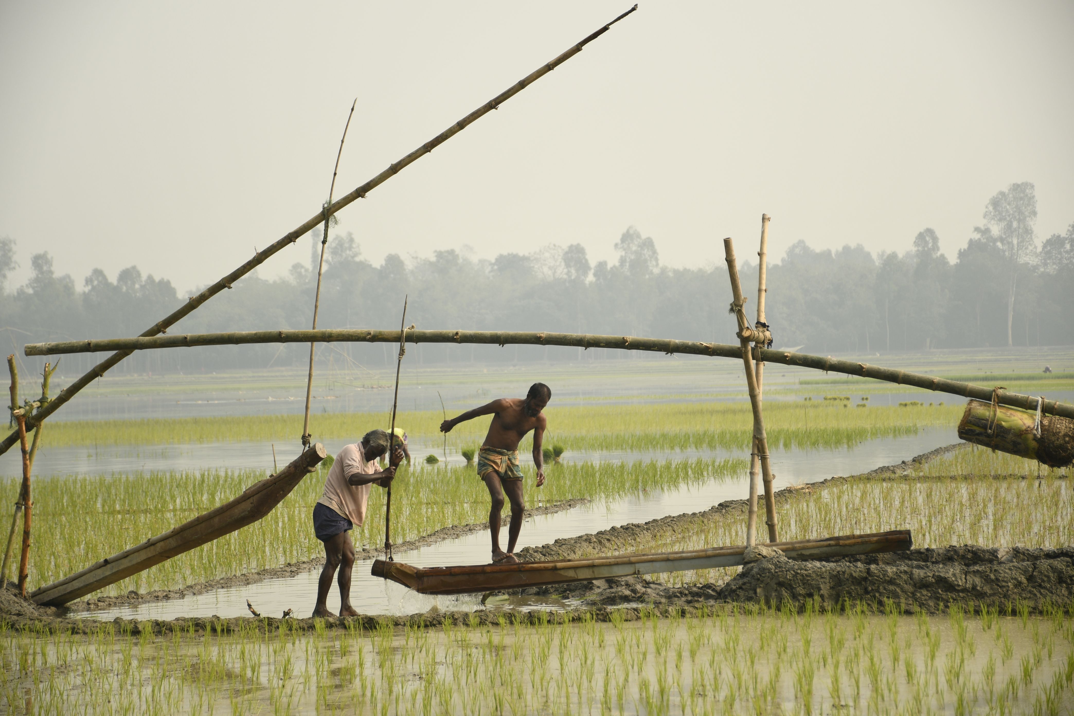 Local Farmers Fishing in Rice Paddy, Bangladesh · Free Stock Photo