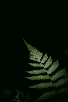 A solitary green fern leaf stands out against a dark, moody background.
