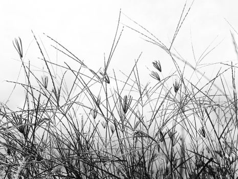 Monochrome capture of wild grass swaying in the breeze in Karnataka, India.
