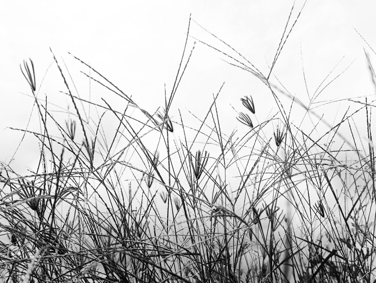 monochrome capture of wild grass swaying in the breeze in karnataka in