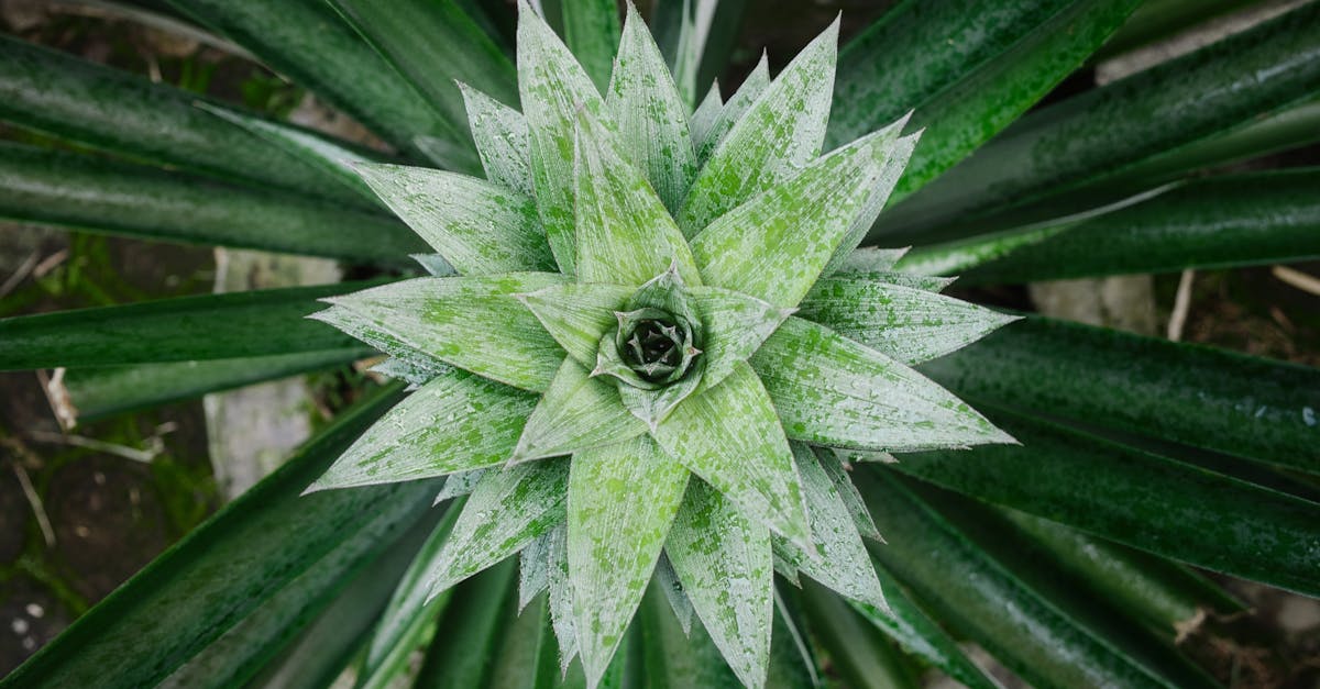 Comment réussir un gâteau renversé à l'ananas