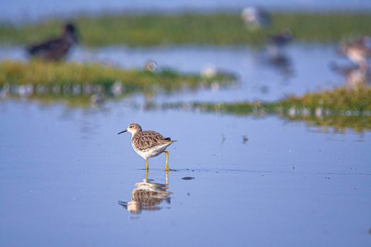 Un solitario piovanello guada le tranquille zone umide, riflettendosi sulla superficie dell'acqua.