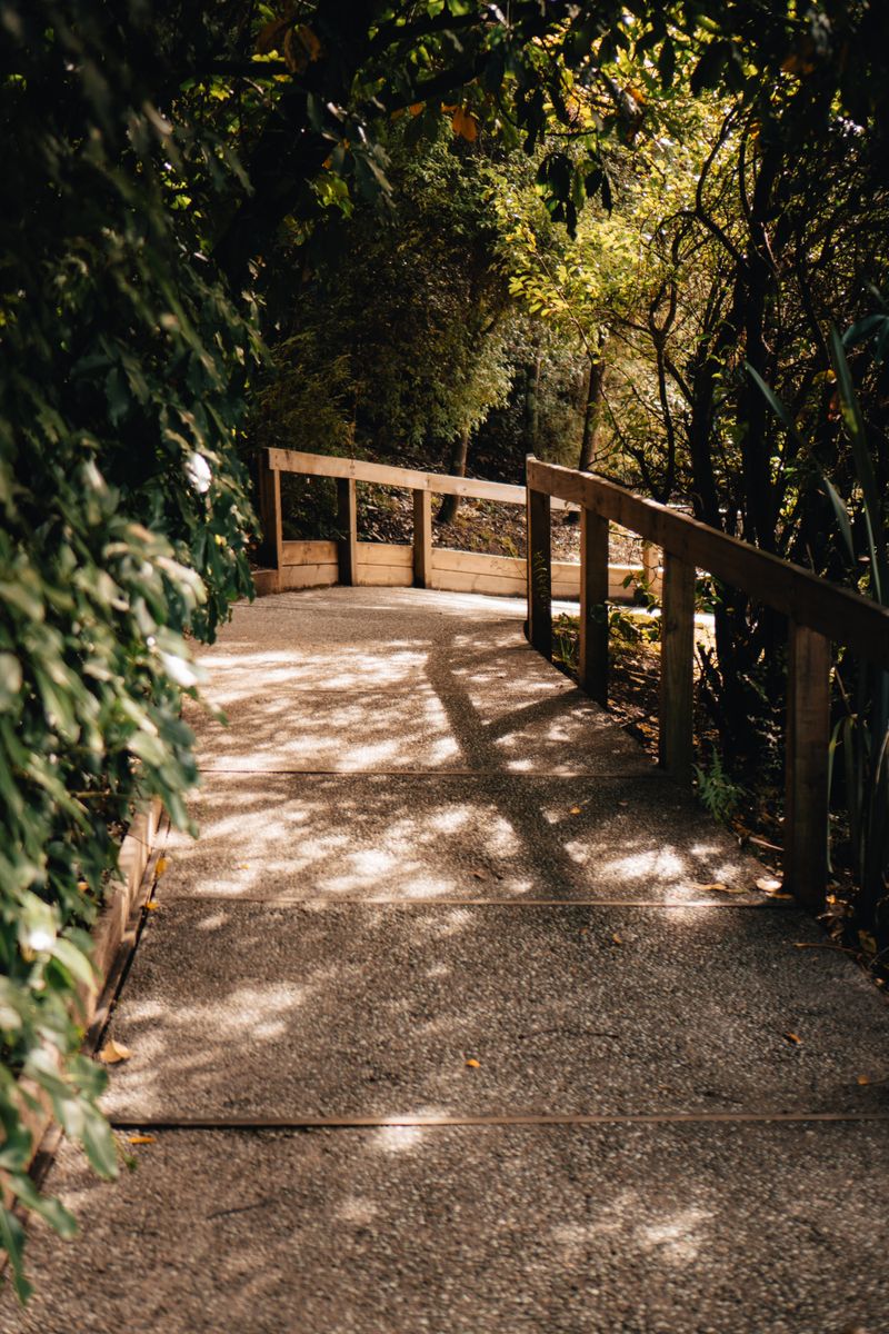 Scenic forest pathway in Queenstown's tranquil woodlands