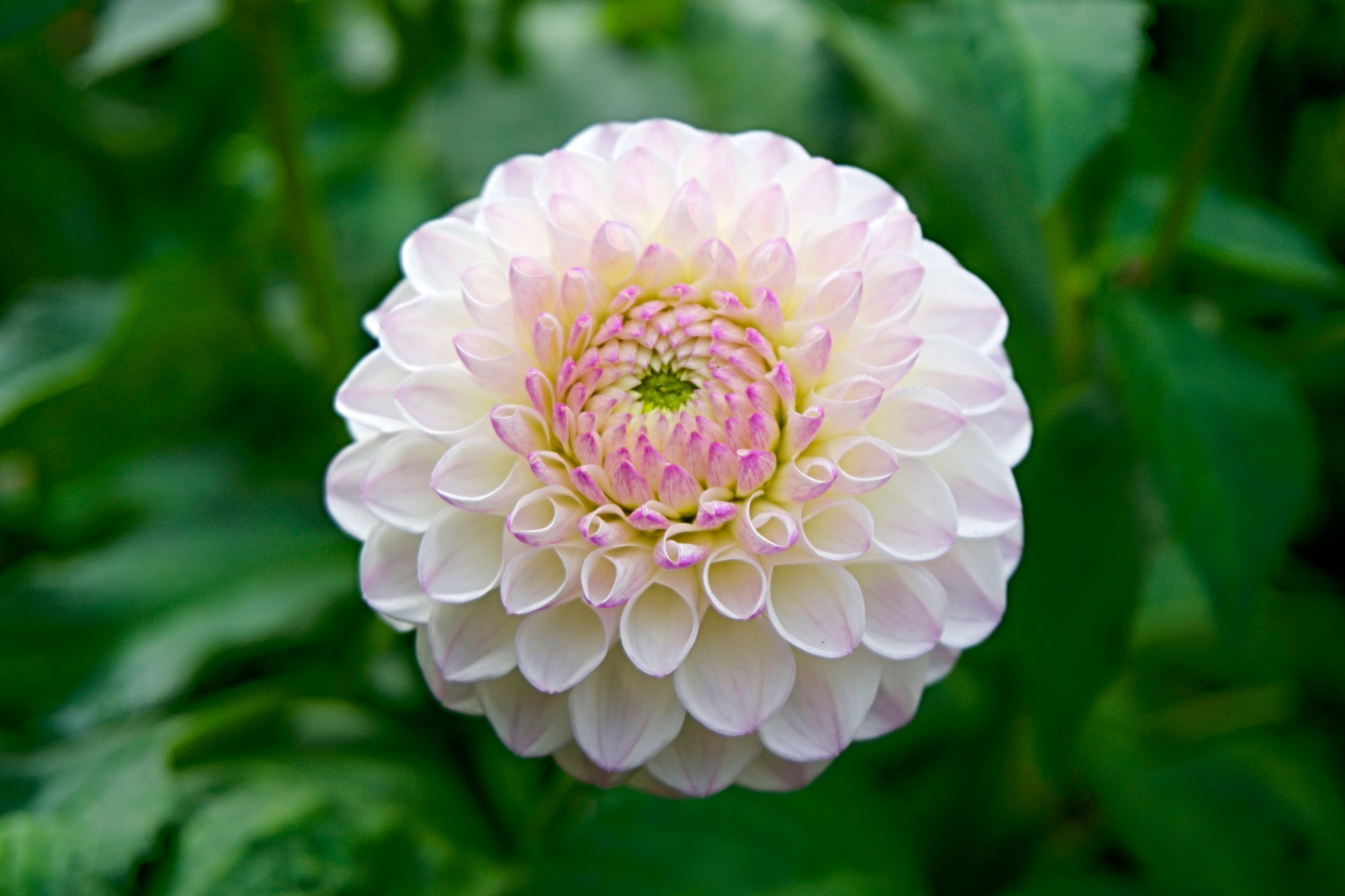 a close-up of a pink and white dahlia