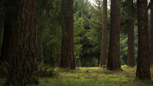 Free Peaceful forest scene with tall trees and lush greenery in daylight. Stock Photo