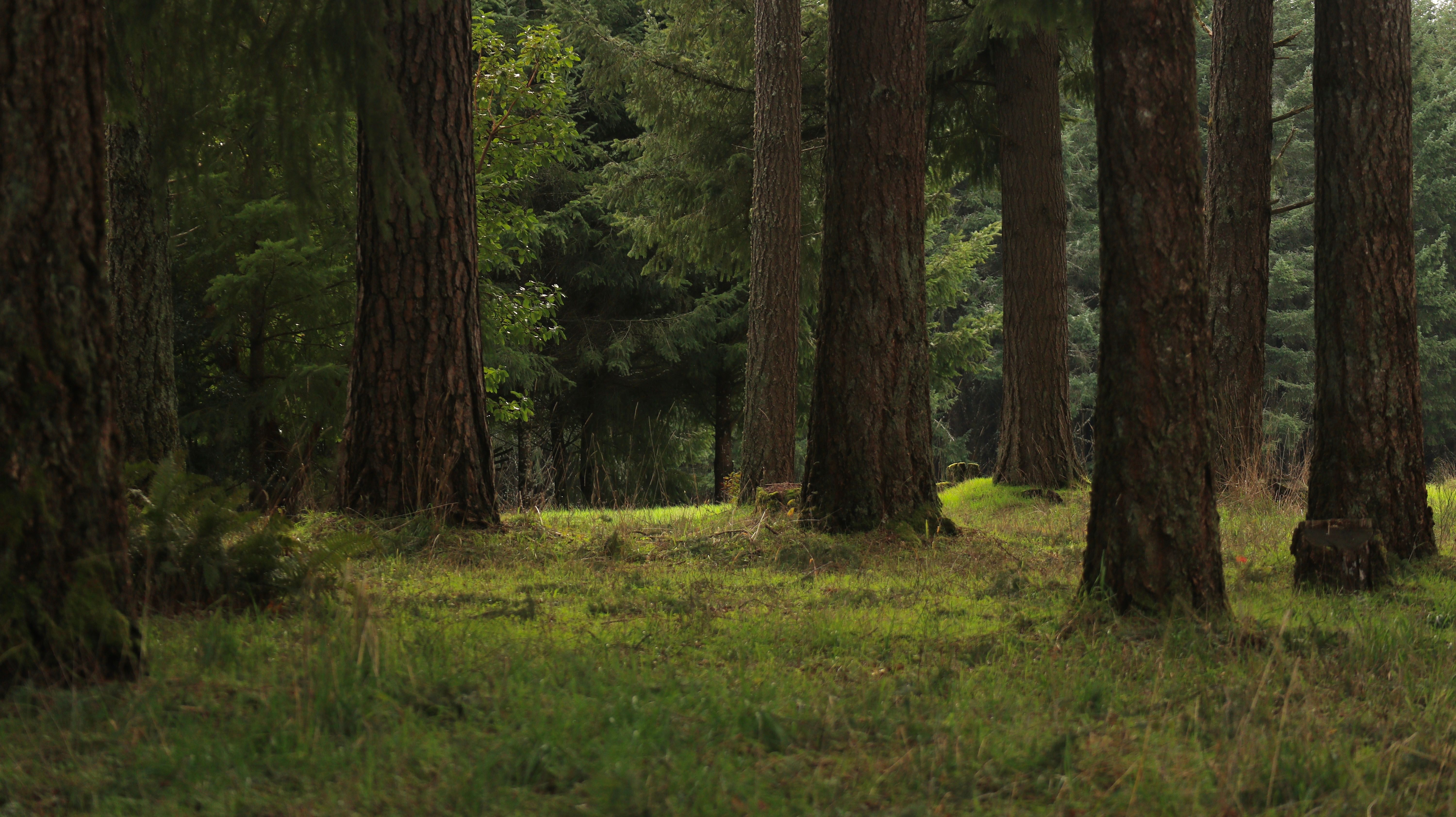 Peaceful pine forest scene showcasing tall trees and lush greenery.