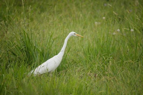 Free A graceful egret foraging in lush green grass, showcasing nature's beauty. Stock Photo