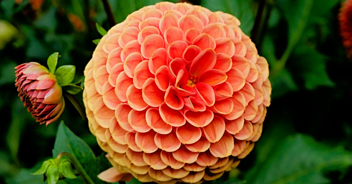 Free stock photo of close-up, dahlia, flower