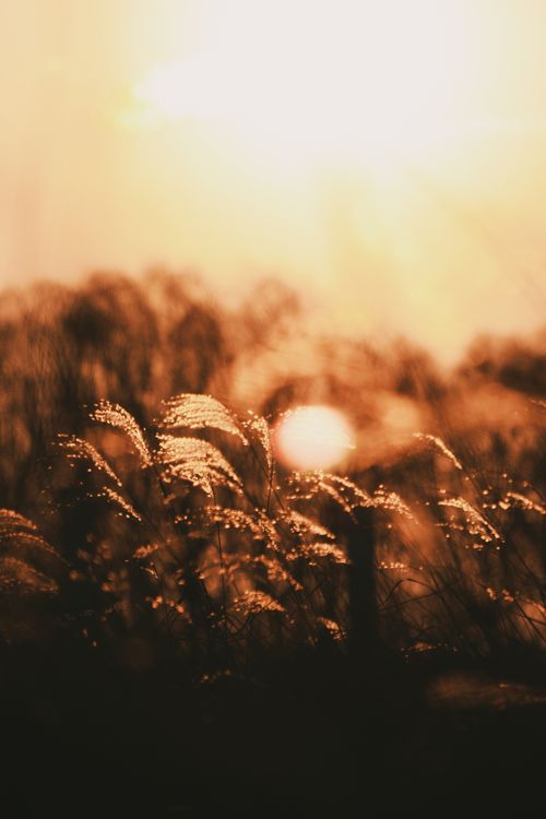 Free Captivating golden sunset illuminating dewy grass in a serene outdoor setting. Stock Photo