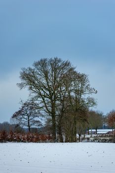 Peaceful winter scene featuring leafless trees against a clear sky and snow-covered ground.