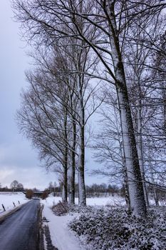 A tranquil snowy road flanked by tall trees in a serene winter landscape.