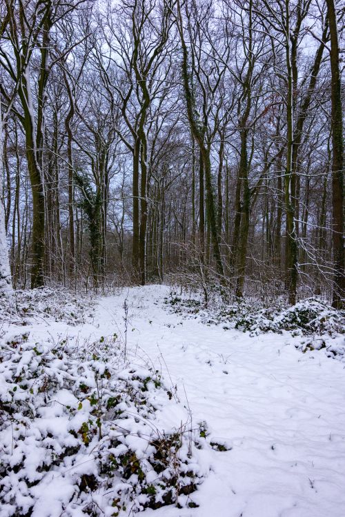 Free A tranquil winter forest with fresh snow covering the ground and trees. Stock Photo