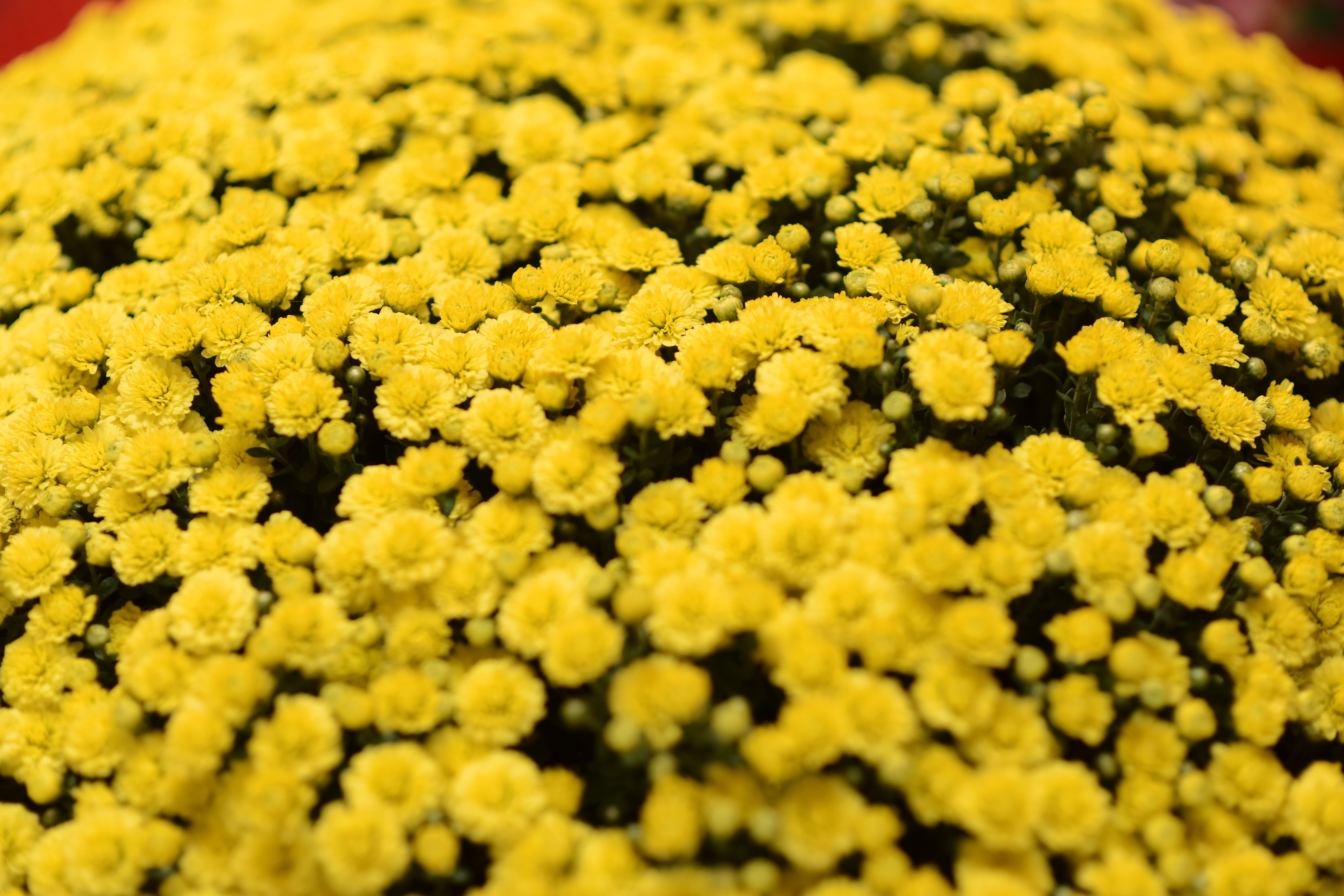 Genoma do crisântemo revela origem e domesticação da flor cultivada moderna