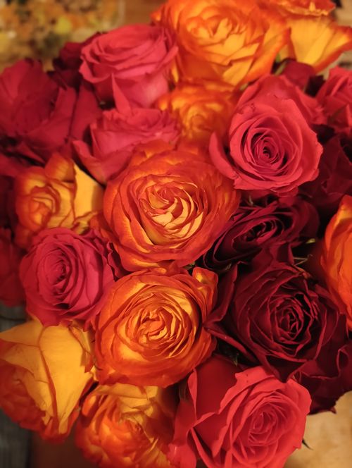 Free Close-up of a vibrant bouquet of red and orange roses showcasing their lush petals and vivid colors. Stock Photo