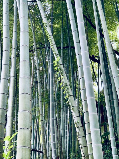 Free Lush bamboo forest with tall green stalks reaching high, creating a calming natural environment. Stock Photo