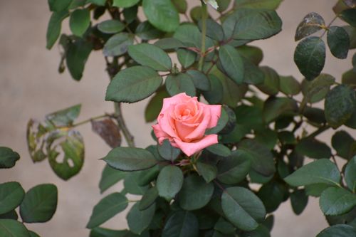 Free A beautiful pink rose in full bloom surrounded by lush green leaves. Stock Photo