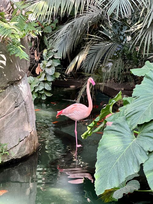 Free Pink flamingo gracefully standing in a lush tropical oasis with vibrant foliage. Stock Photo