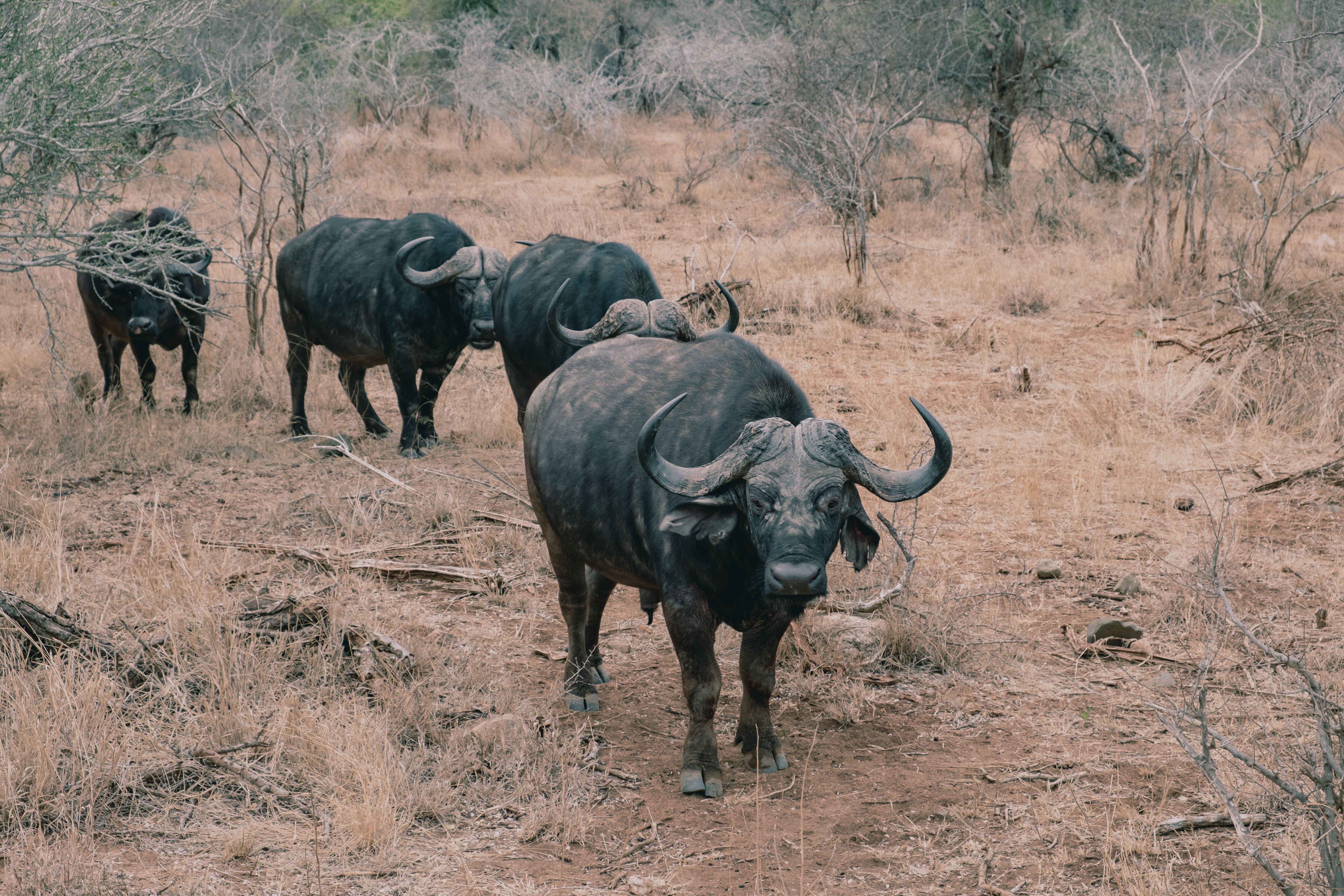 A herd of Cape buffalos wandering through the dry landscape of a South African safari park.