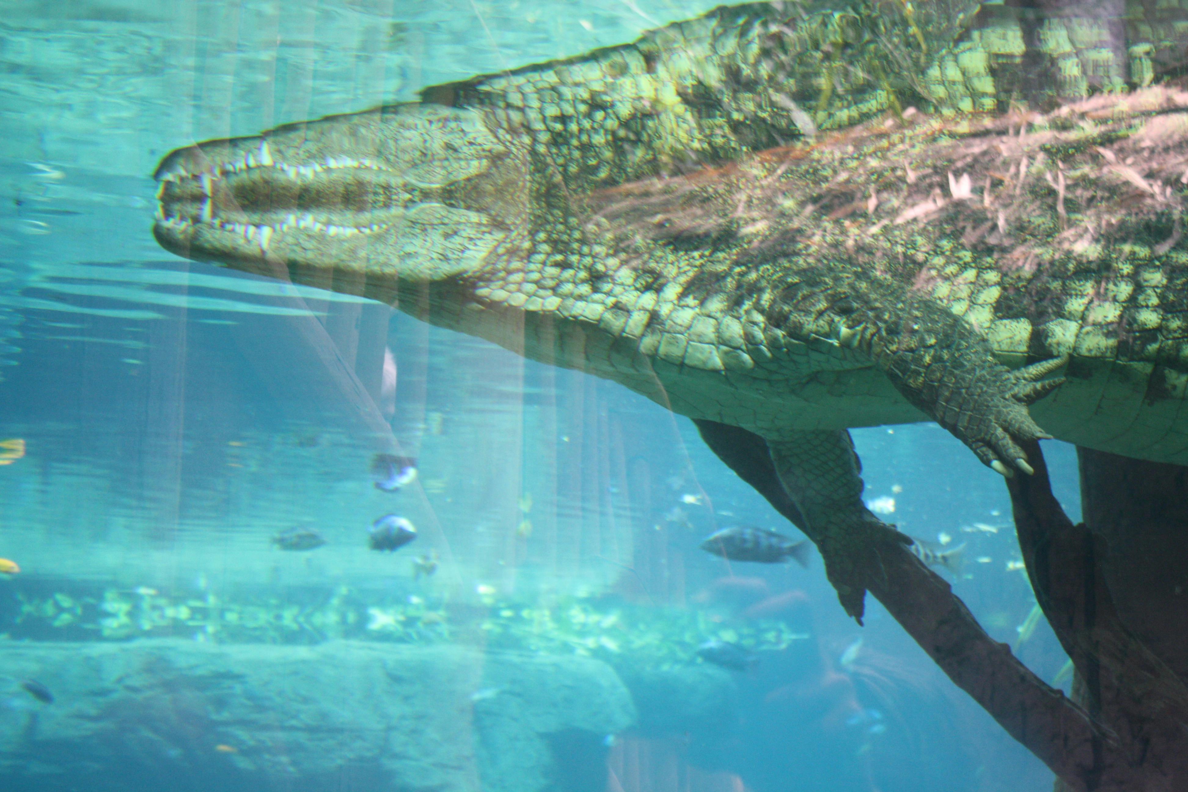Free stock photo of alligator, reptile, zoo