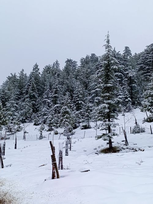 Free Serene snowy forest with snow-covered trees and tranquil winter atmosphere. Stock Photo