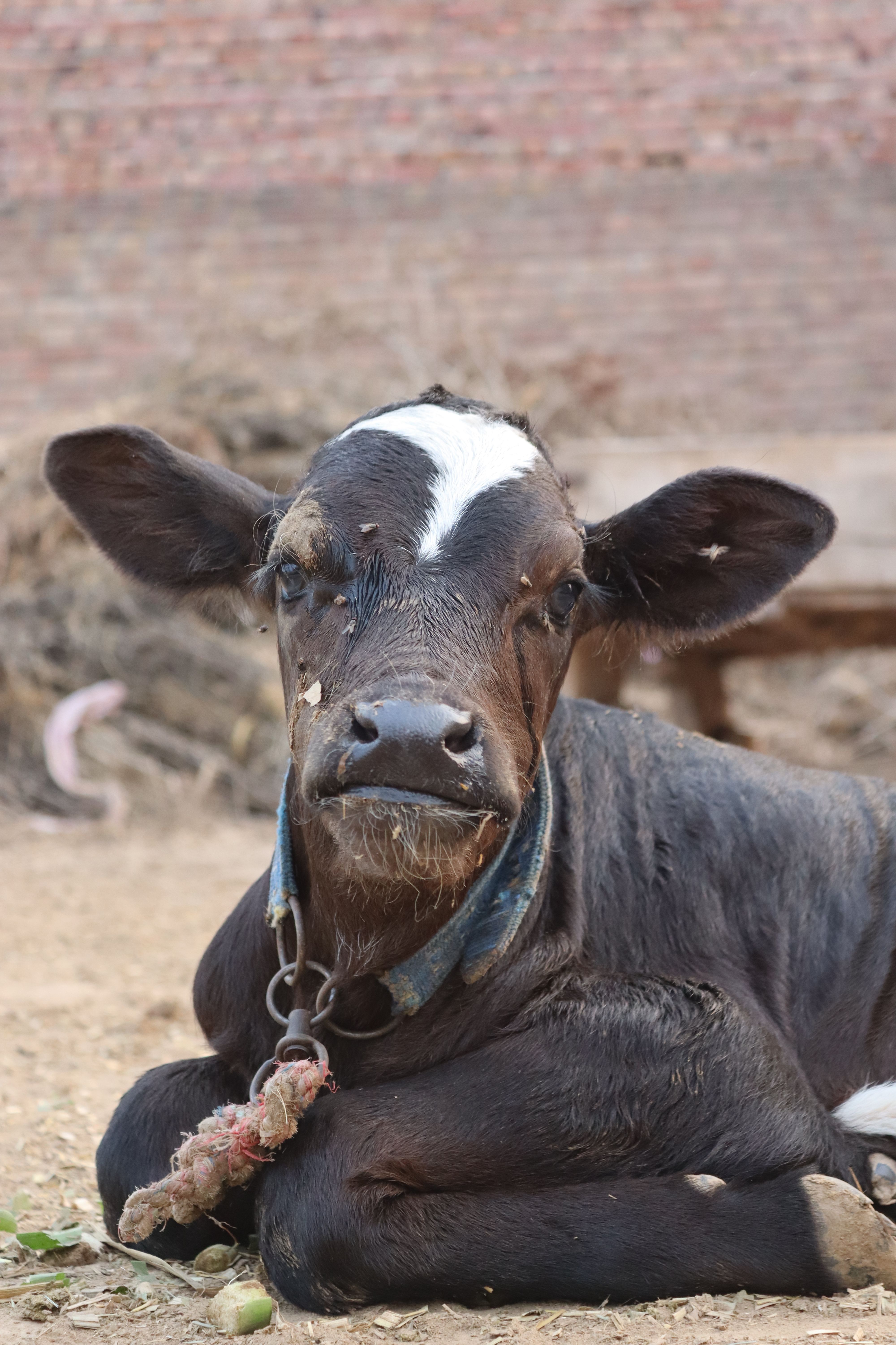 A close-up image of a young black calf lying on the ground in a farm setting, outdoors.