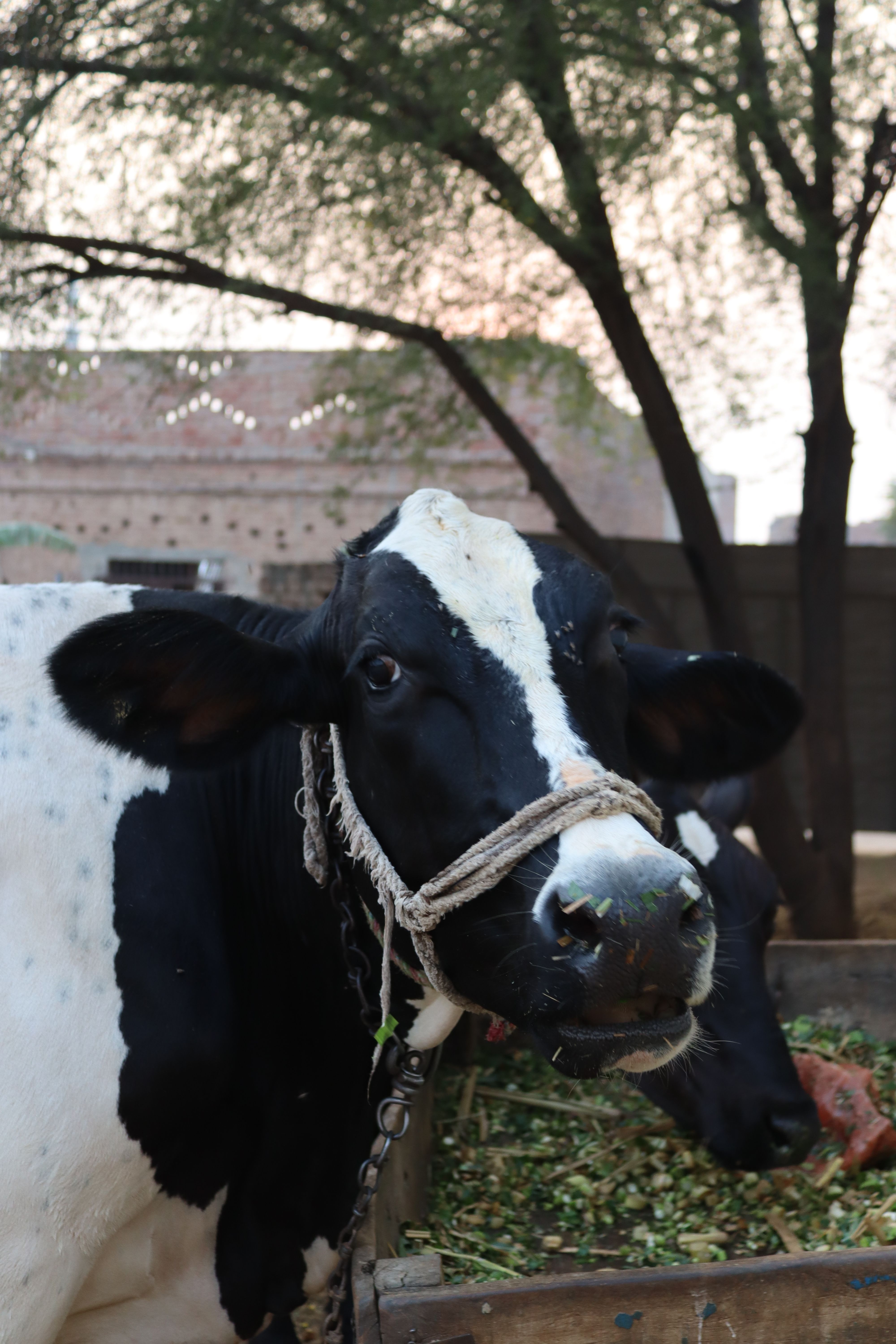 Holstein cow in farm setting, eating green fodder with a natural backdrop.