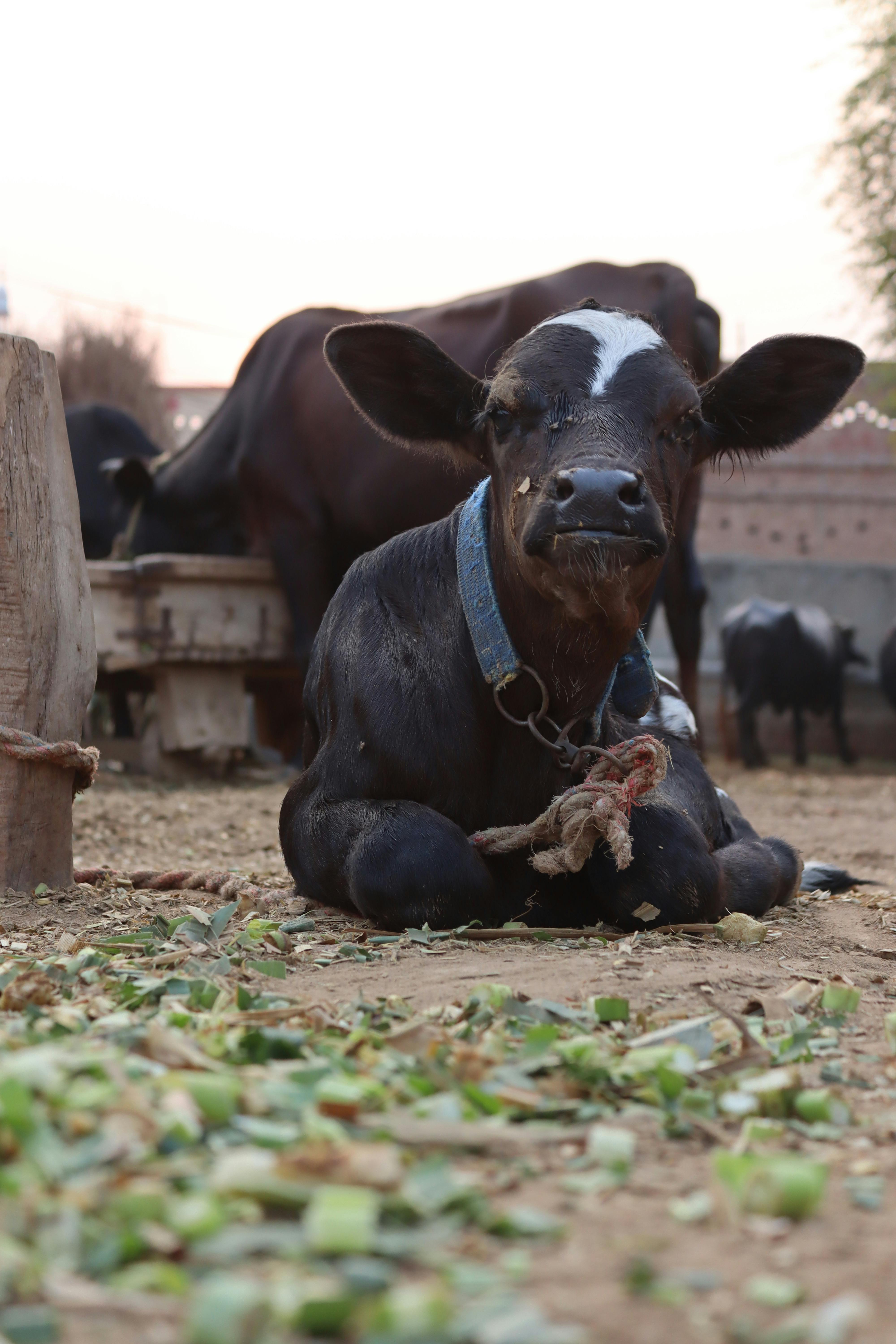 A young calf with a rope collar rests on a rural farm, surrounded by greenery and other cattle.