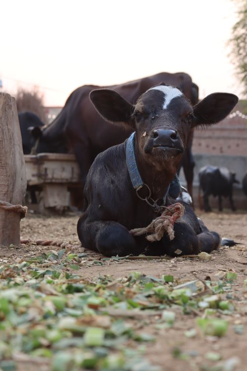 Young Calf Resting in Rural Farm Setting · Free Stock Photo