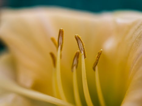 Macro shot of a yellow lily flower's stamen and pollen detail, showcasing vibrant color and texture.