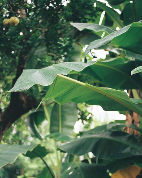 Free Vibrant banana leaves in a lush tropical setting, showcasing eco-friendly foliage. Stock Photo