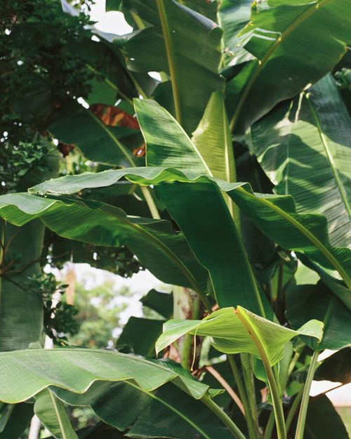 Free Vibrant green banana plant leaves basking in sunlight, showcasing tropical nature. Stock Photo